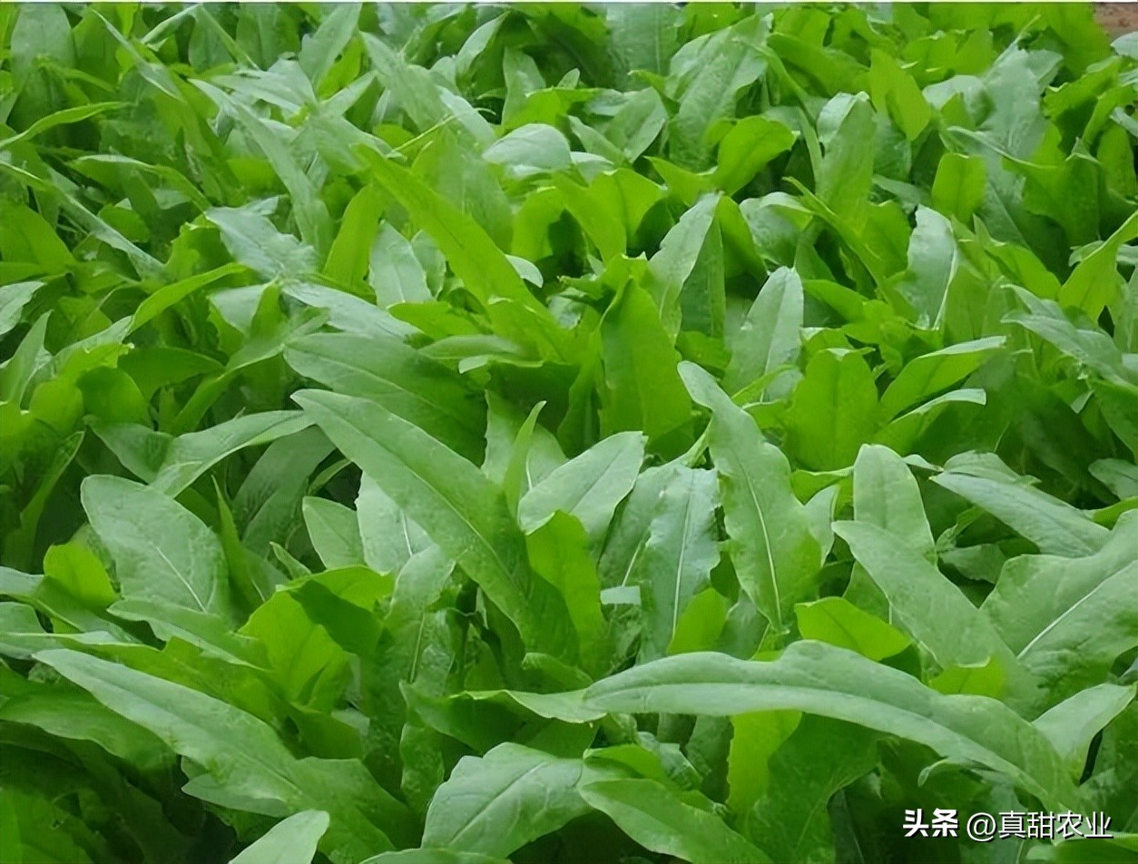 行情不佳，来货量大幅减少，菜价回调；天气变动也带不来更多消息