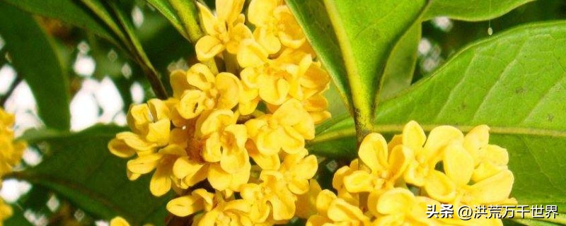 金玉满堂树,金玉满堂指哪几种树