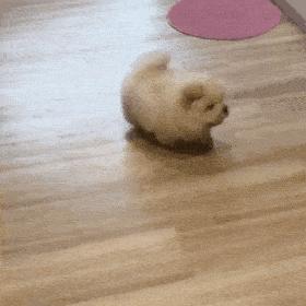 狗中大熊猫——松狮犬，丝毫不输国外犬