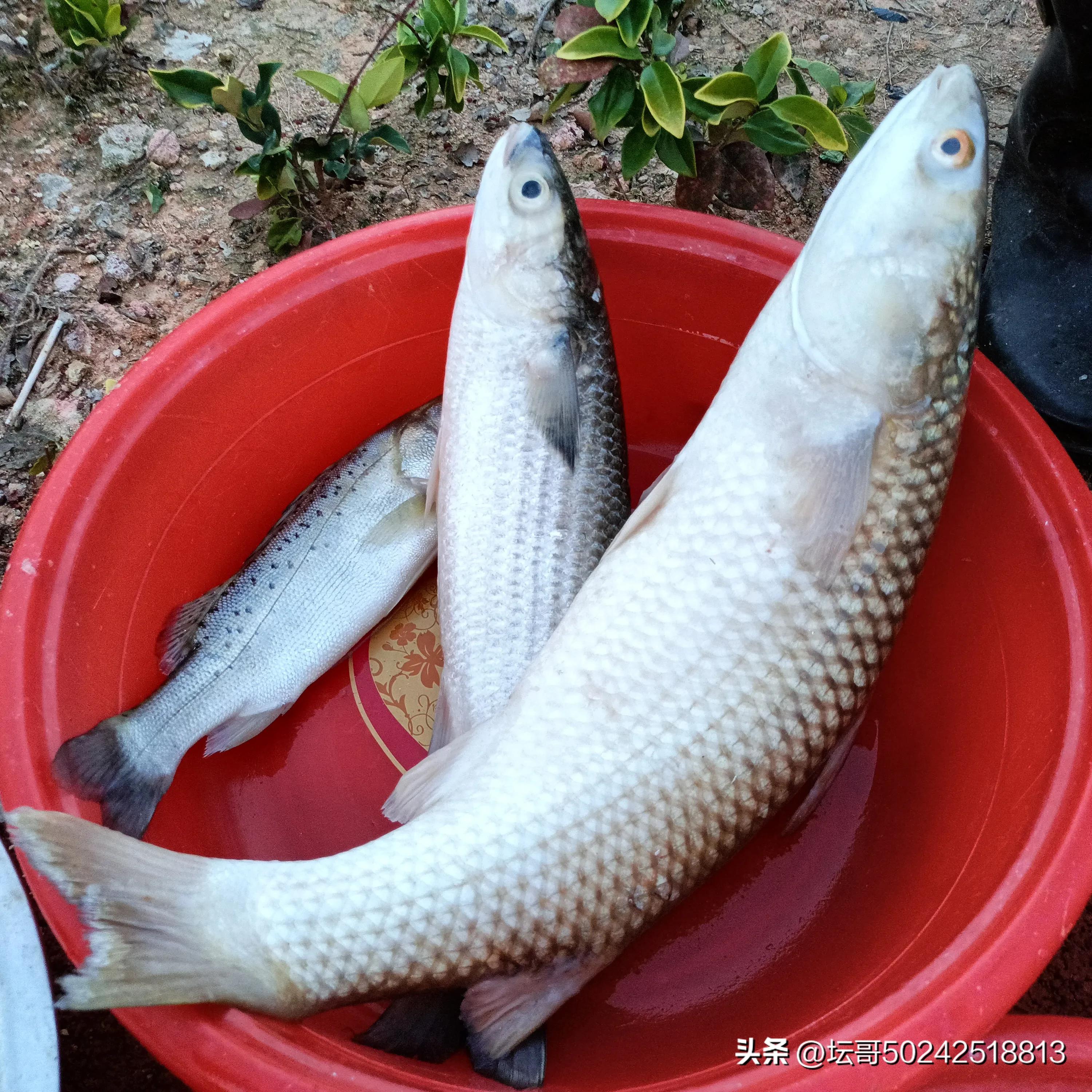 赛岐凤尾鱼价格,赛岐凤尾鱼