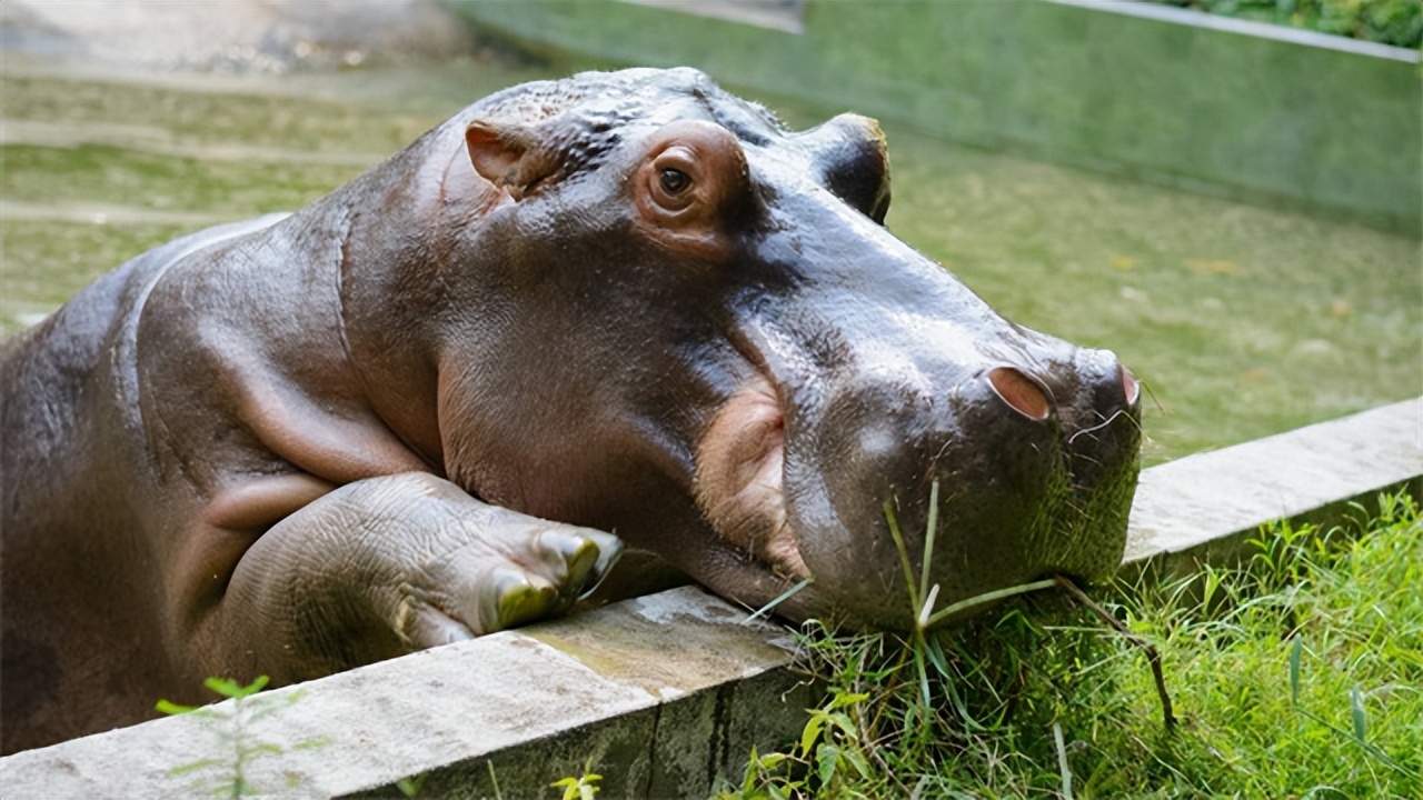 世界十大咬合力最强的动物,至今咬合力最强的十大动物