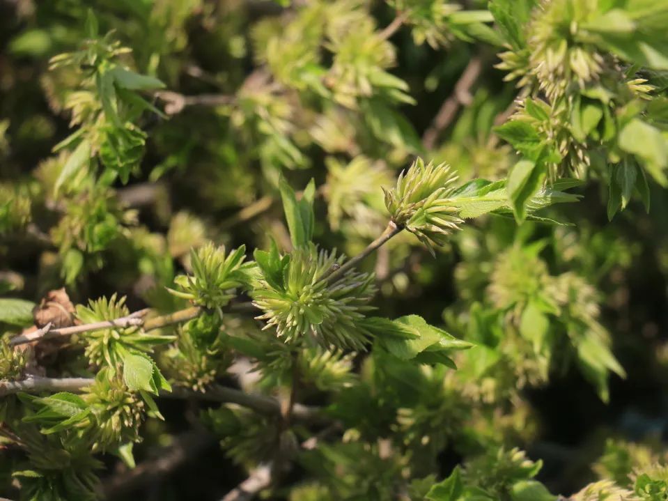 特色产业助力乡村振兴|鄌郚杜仲“小”雄花助农“大”增收