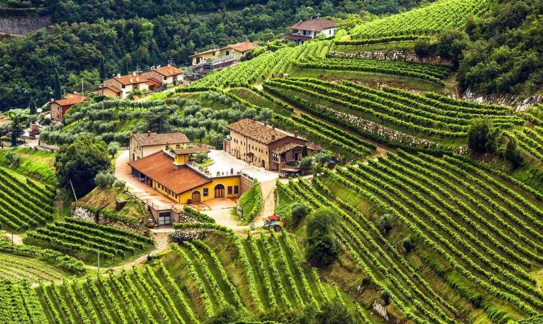 想知道最详细的意大利葡萄酒知识,你要知道的意大利葡萄酒基础知识