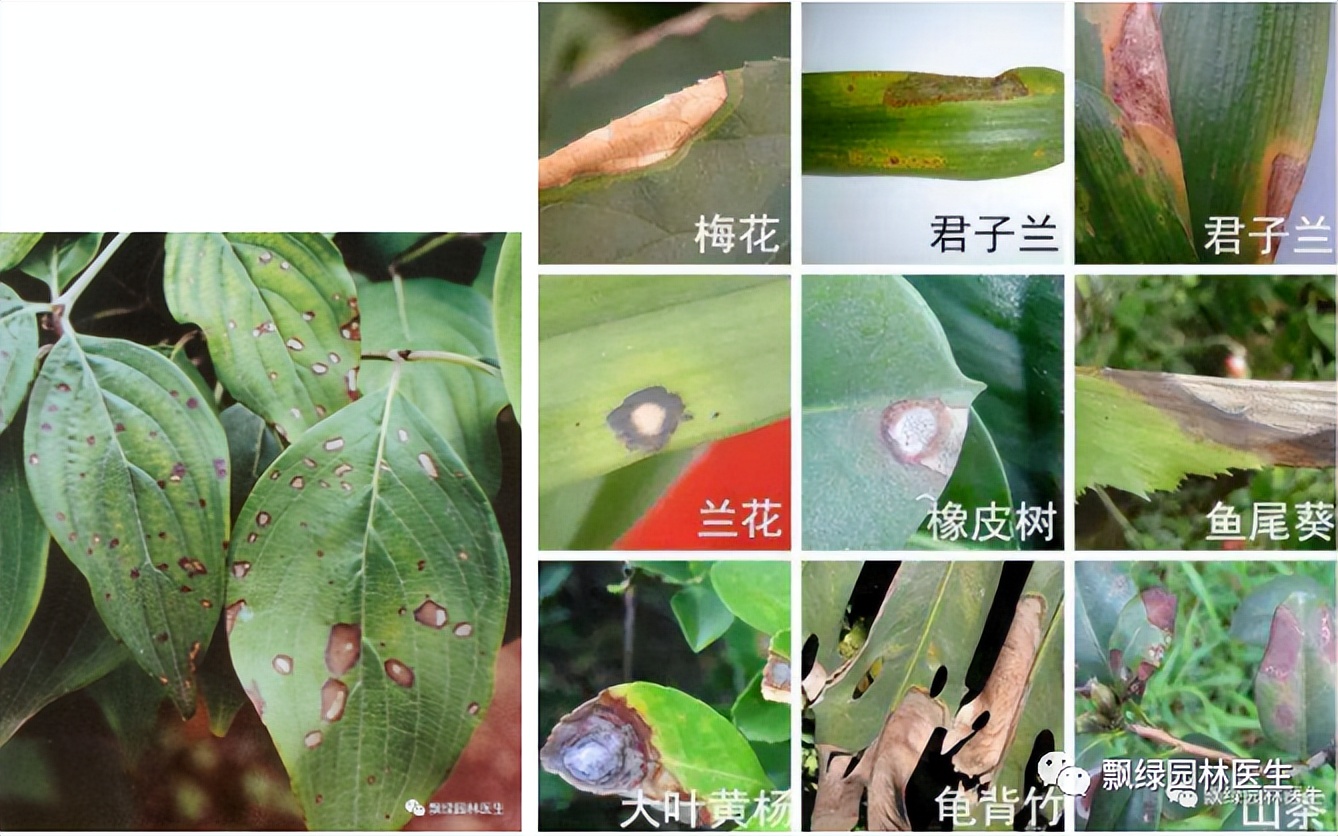 园林植物叶斑病,番茄梅雨季后病害