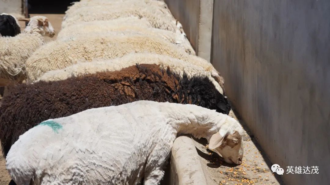 乡村行看振兴玉林,乡村行看振兴山西