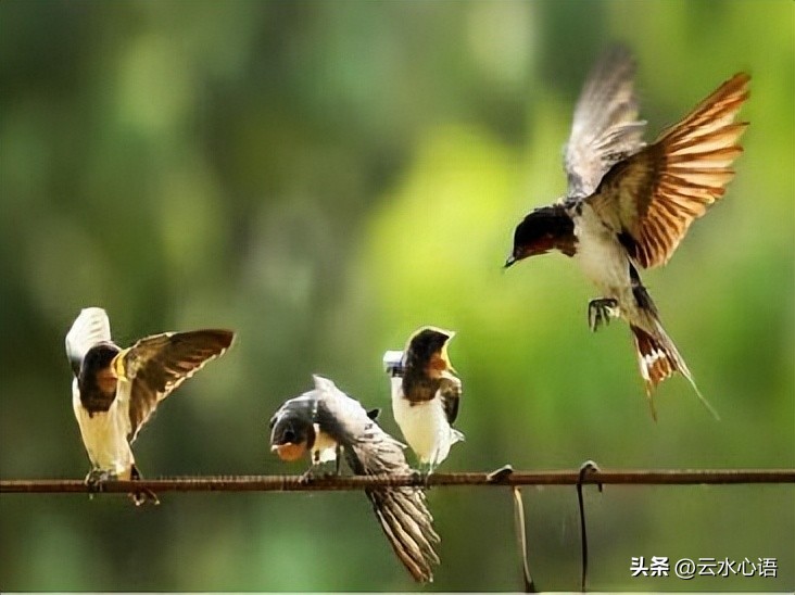 关于燕子的古诗旧时王谢堂前燕,与燕子有关的古诗词名句