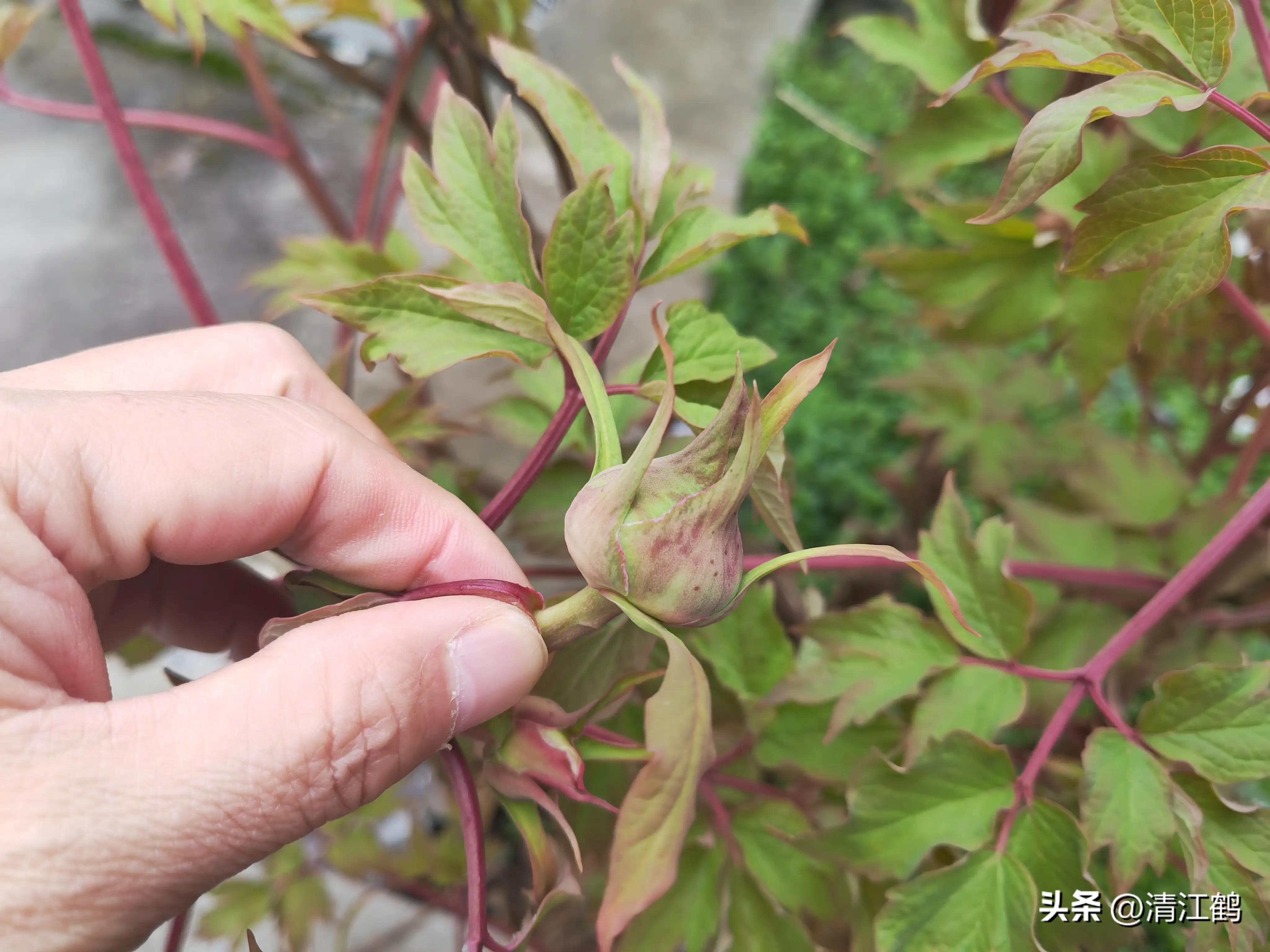 农作物最佳施肥时间和方法,作物长得不旺怎么办