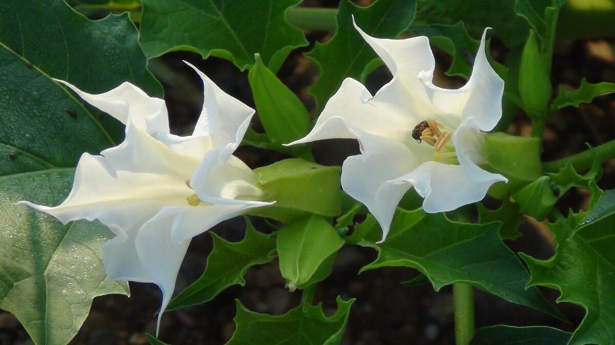 白色花朵有香味的花,白色的花朵有哪些