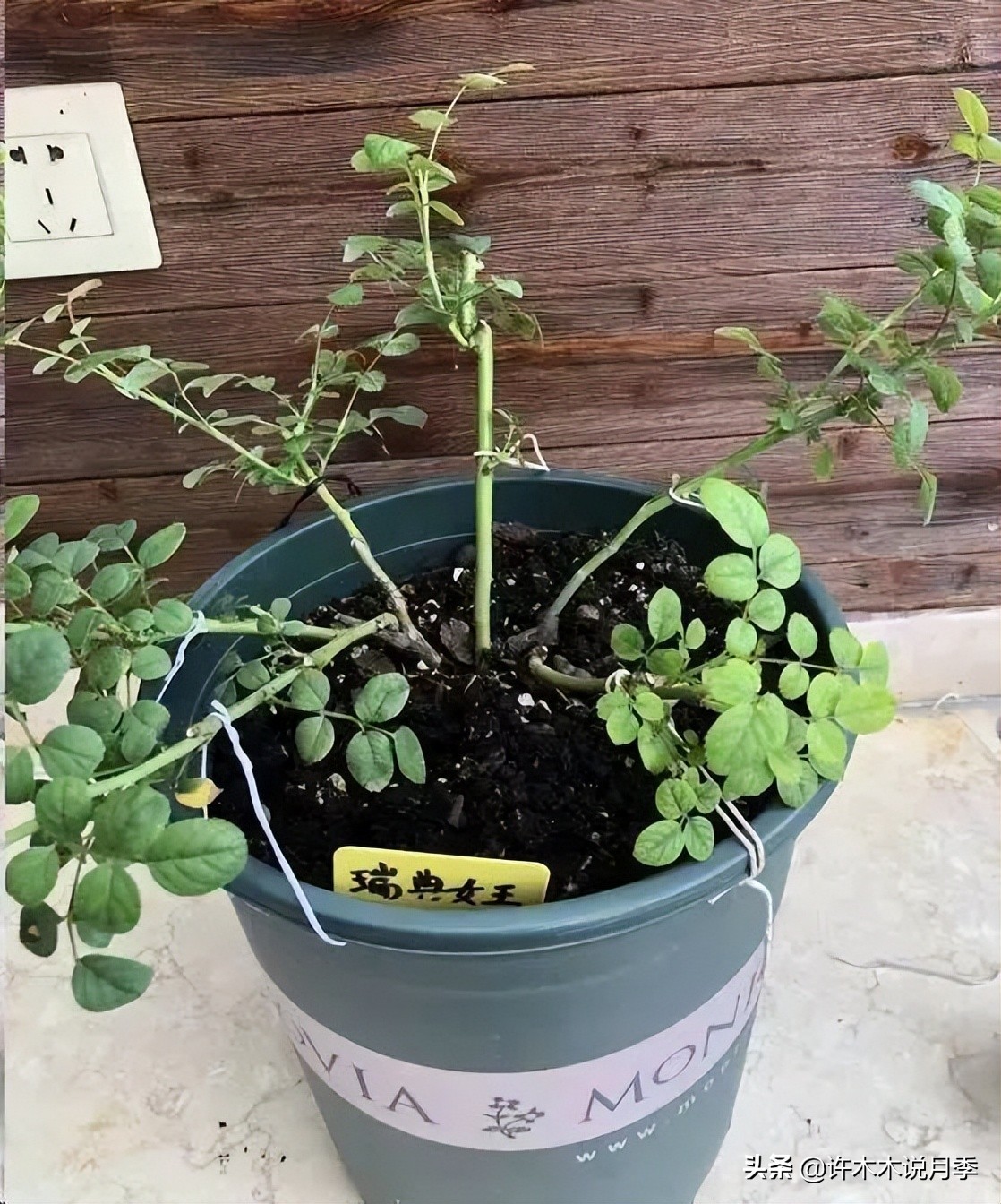 月季常见的毛病有哪些图片,月季黑心怎么回事