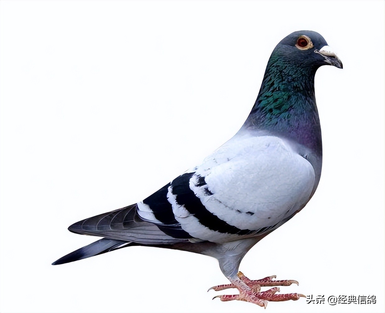 鸽子抗病毒小妙招,鸽子怎么避免中毒