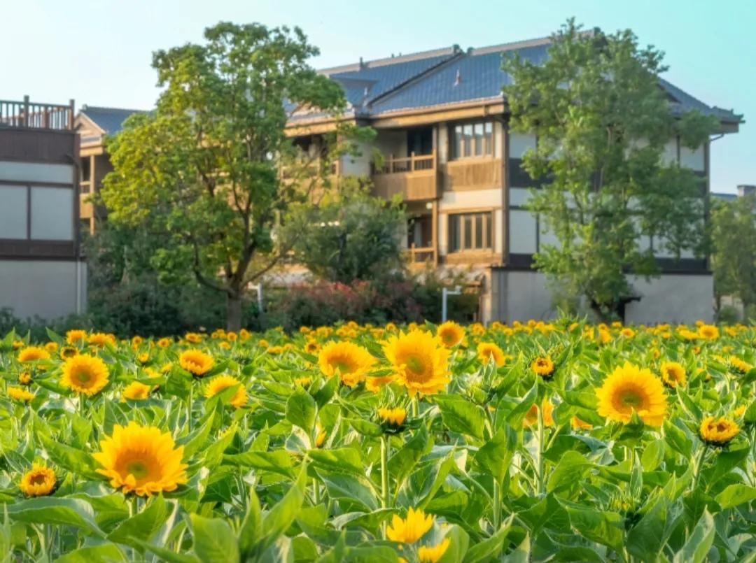 无锡西太湖旅游景点有海鸥吗,无锡富颐国际大酒店周边旅游景点