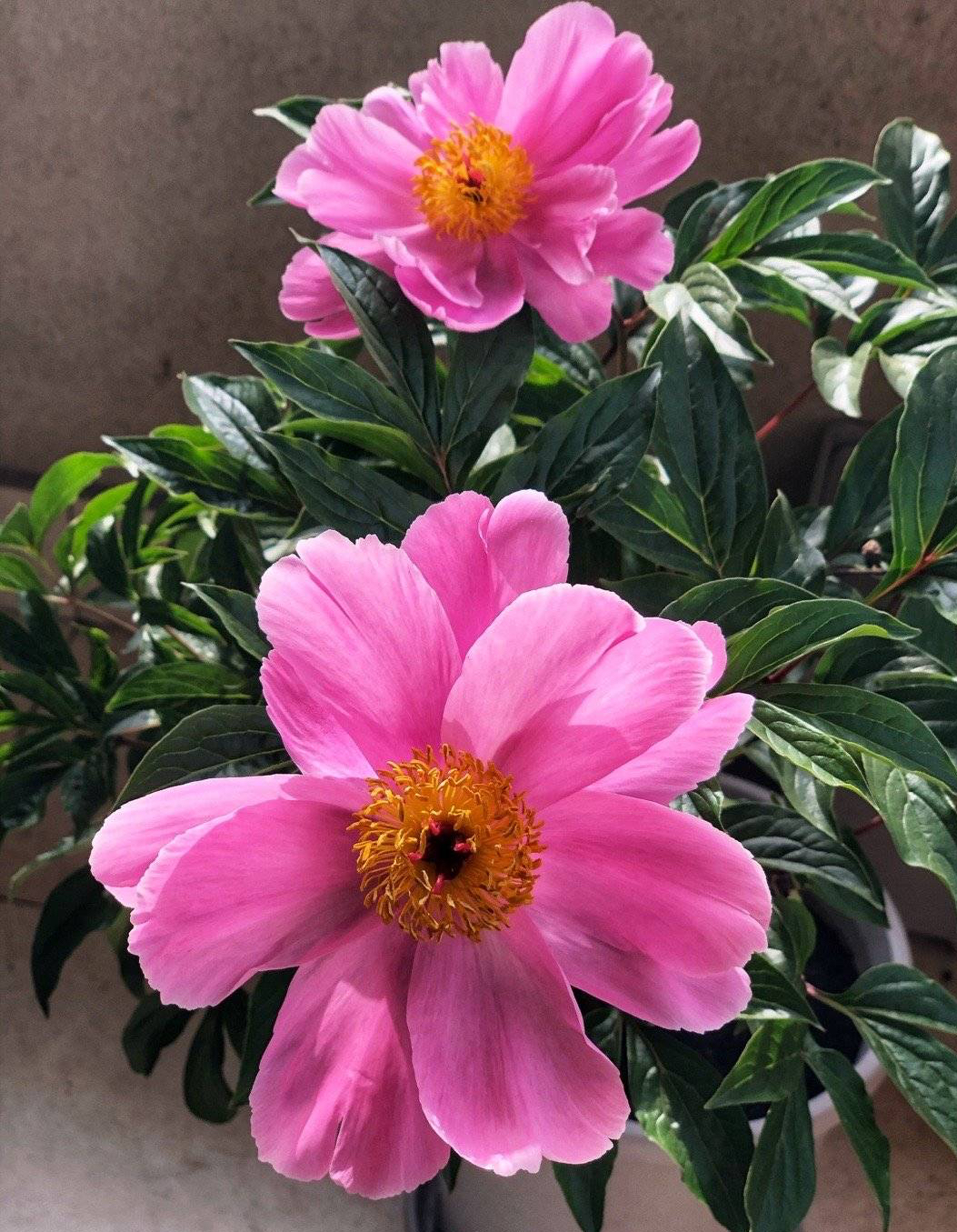 芍药花怎么养才好看呢,阳台怎么养芍药花