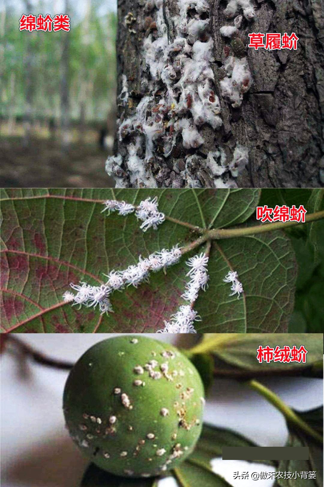 小小昆虫到底多可怕,小小红蜘蛛是什么