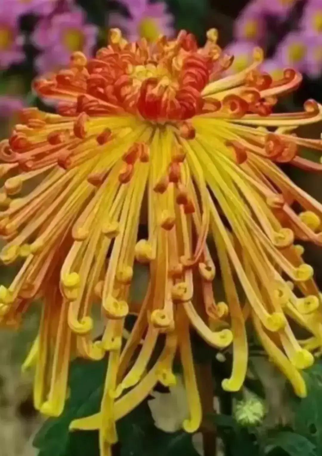 最最漂亮的金丝菊图片,美丽的金丝菊美图