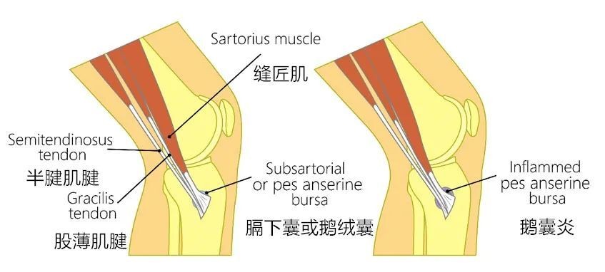 人体最长的肌在人体什么部位,人体最长肌