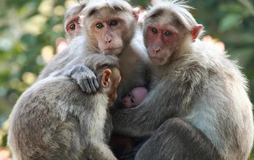 这些动物也有月经期，和人类一样会产生经血
