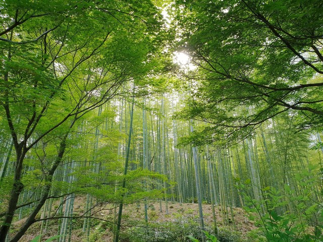 清韵翠竹诗词,古诗词竹影唯美名句