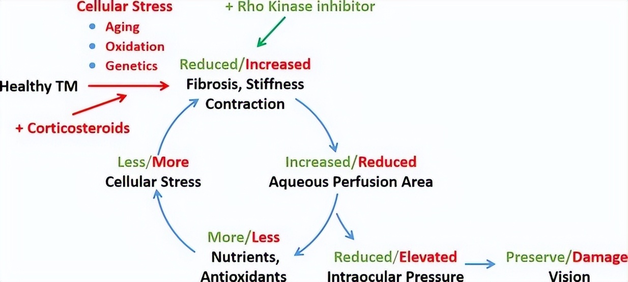 rho激酶抑制剂多少钱,rho激酶抑制剂是什么