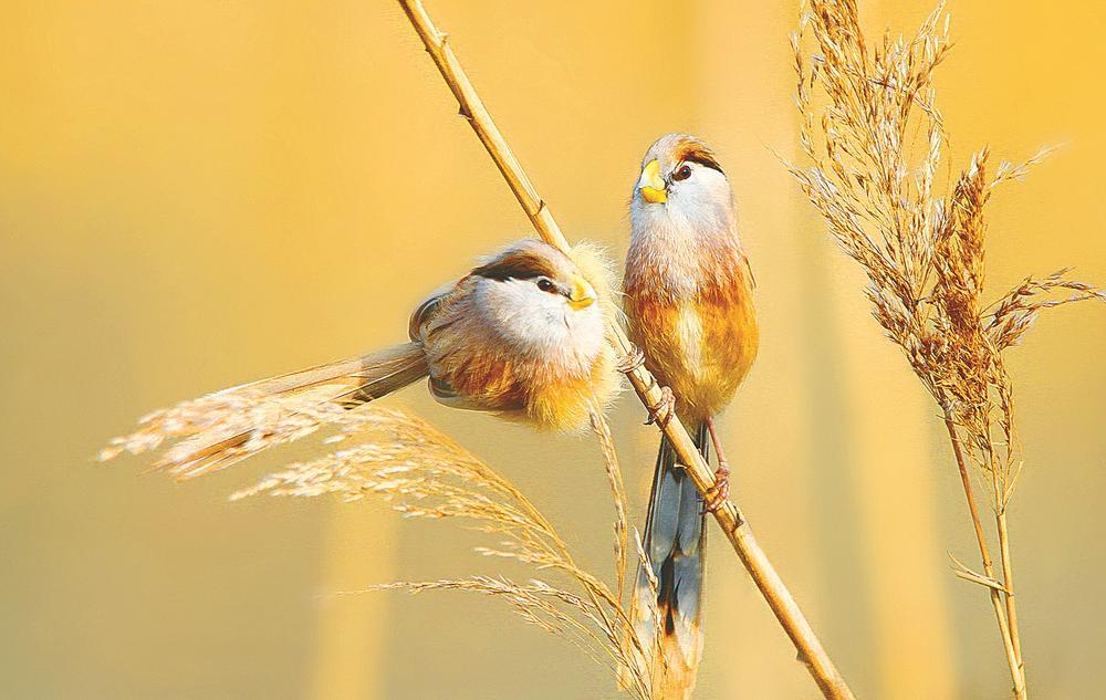 娌挎捣缁垮煄鐩愬煄,鐩愬煄娌挎捣缁垮煄