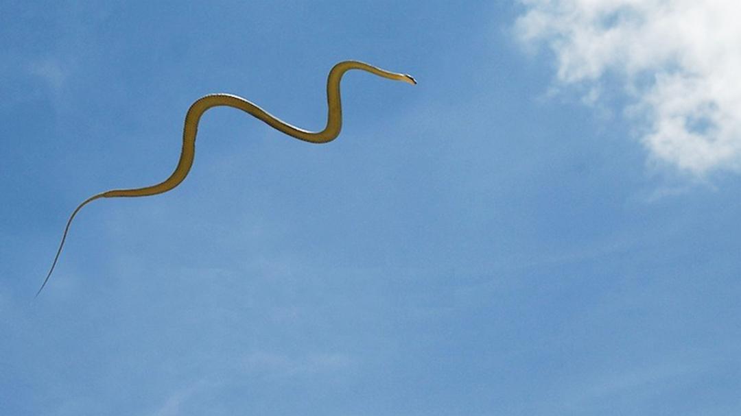 没翅膀会飞的动物,金花蛇飞行原理