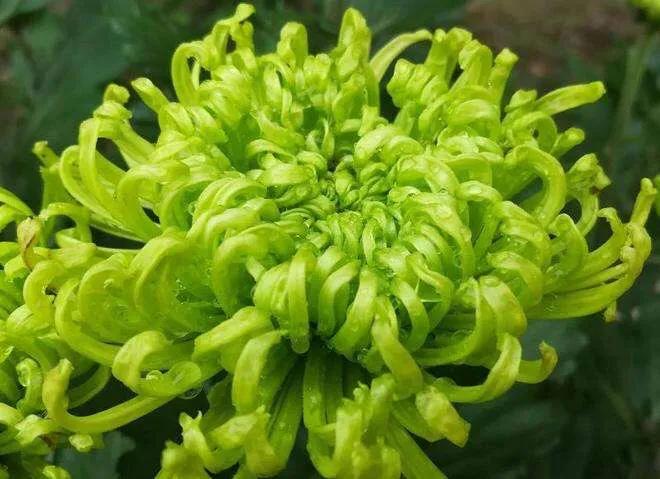 绿牡丹菊花名贵稀有吗,菊花绿牡丹介绍