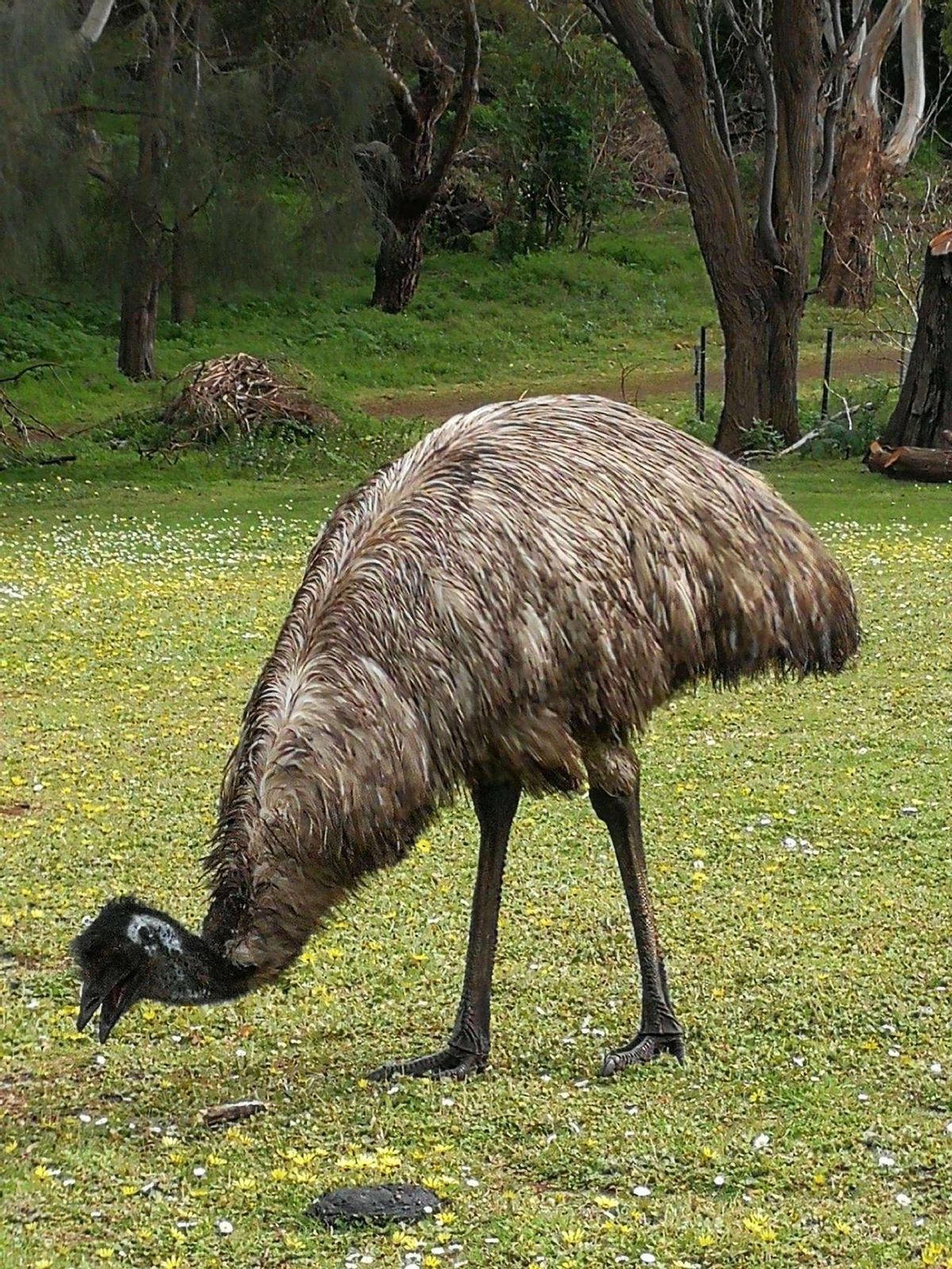 养鳄鱼差点被咬到,养殖鳄鱼长大了会咬主人吗