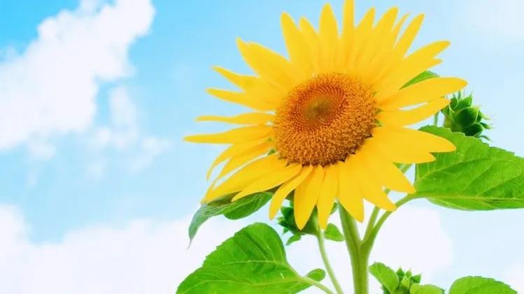 你喜欢的花的花语又是什么,你最喜欢哪朵花的花语