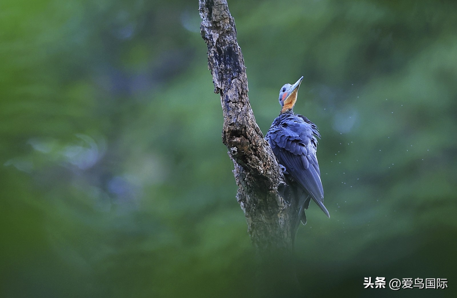 2024观鸟大年,观鸟大年介绍