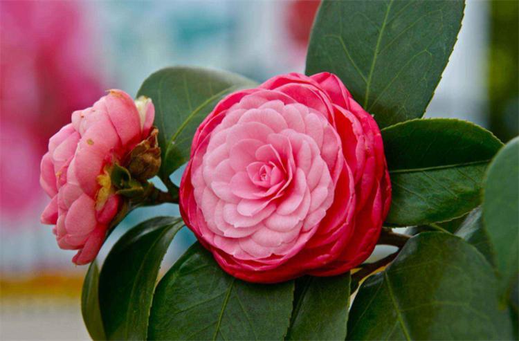 茶花怎么养新手必看视频,茶花怎么养才会爆盆呢