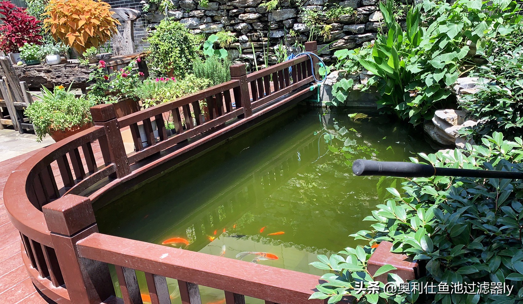 锦鲤鱼池多久换一次水,锦鲤水浑浊绿