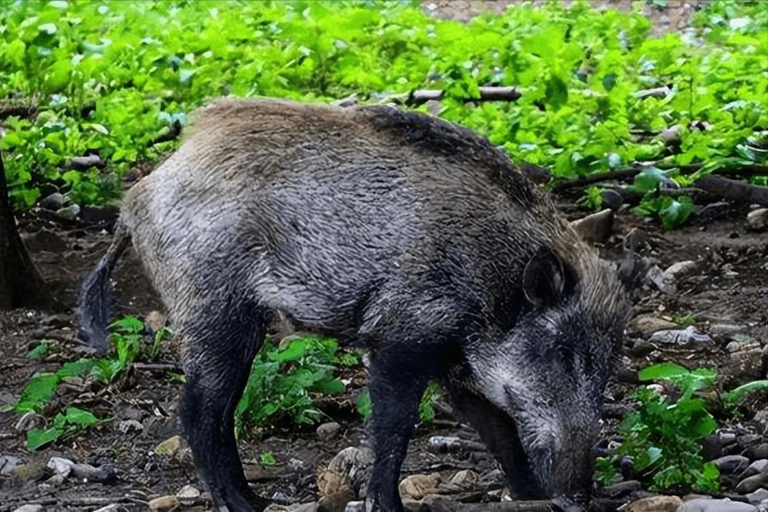 野猪养殖技术资料有哪些,3万元的野猪养殖技术
