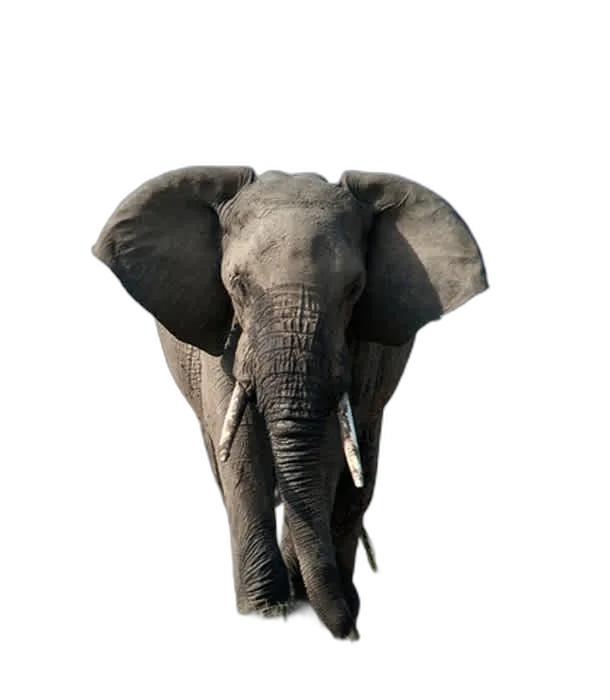 实现真正的一键抠图去背景,python图像切片抠图