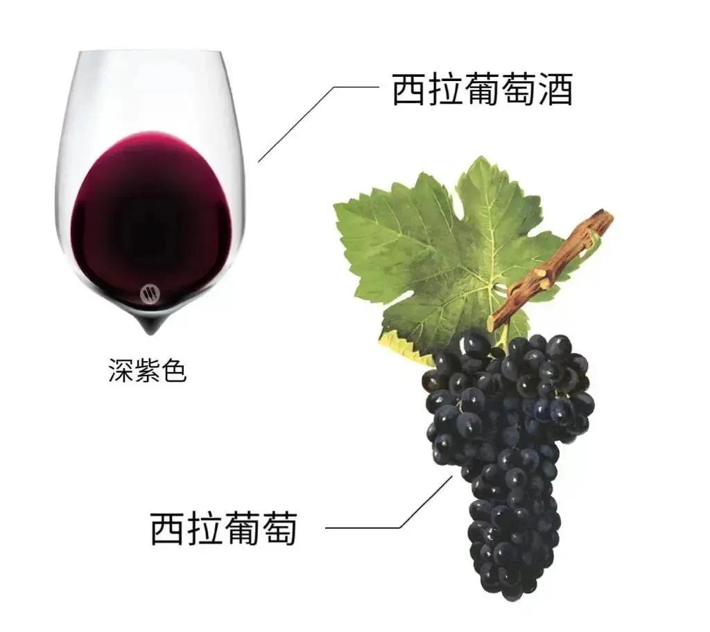 西拉甜白葡萄酒品种,西拉酿酒葡萄