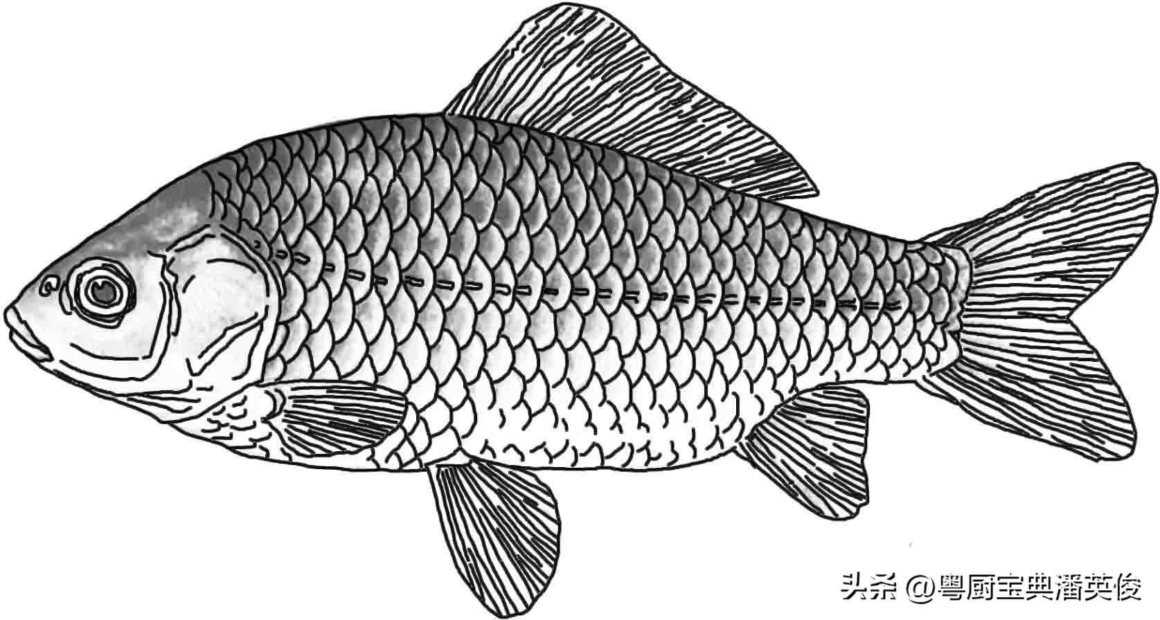 鲫鱼品种大全及喜欢吃什么,鲤鱼鲫鱼淡水鱼品种