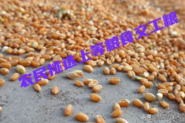 交过公粮的农民何时领到养老金,交过公粮的农民怎么领取养老金