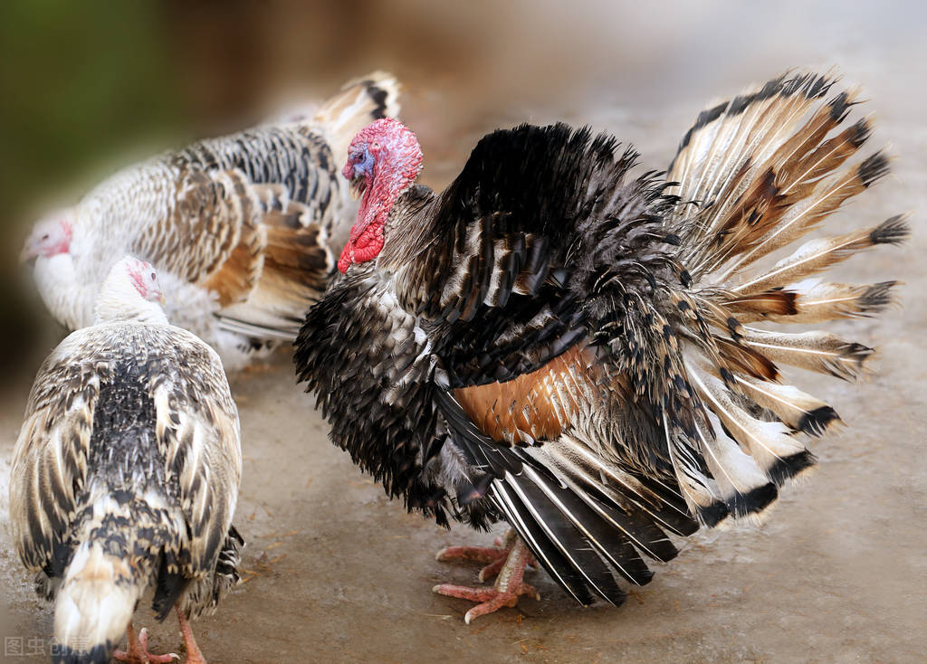 火鸡的一个疾病——火鸡霉形体感染的兽医知识