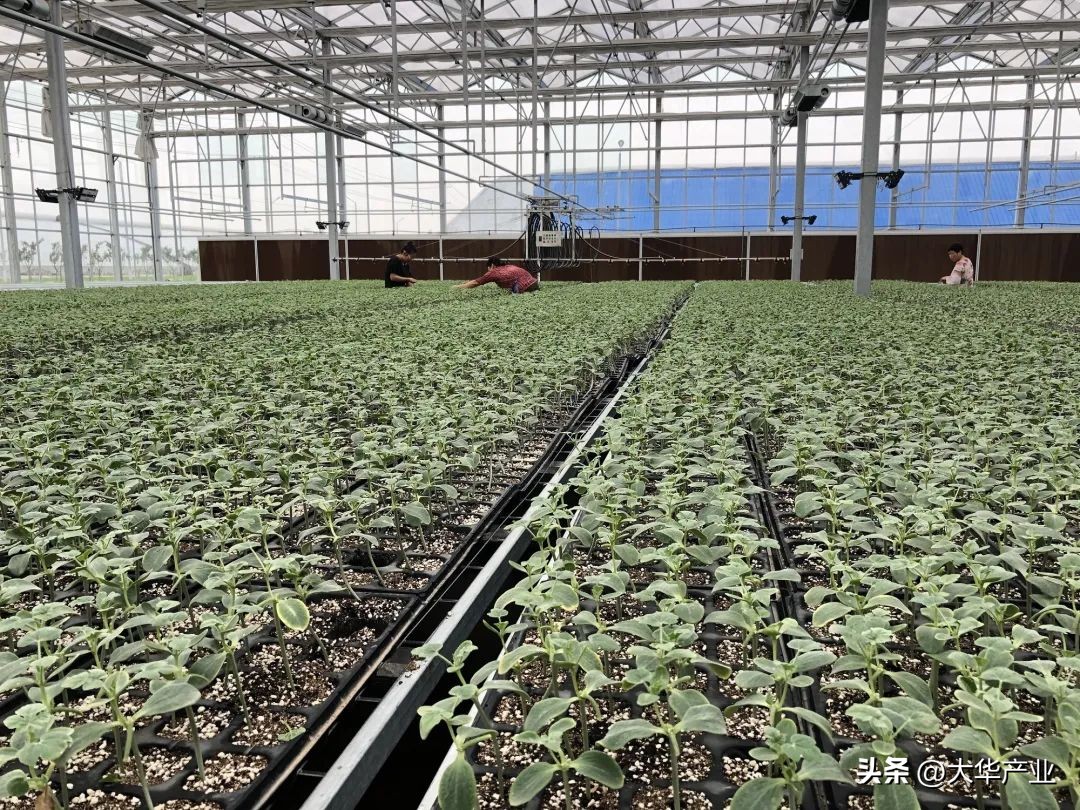 干货现代农业产业园应该如何打造,现代农业产业园建设规划方案