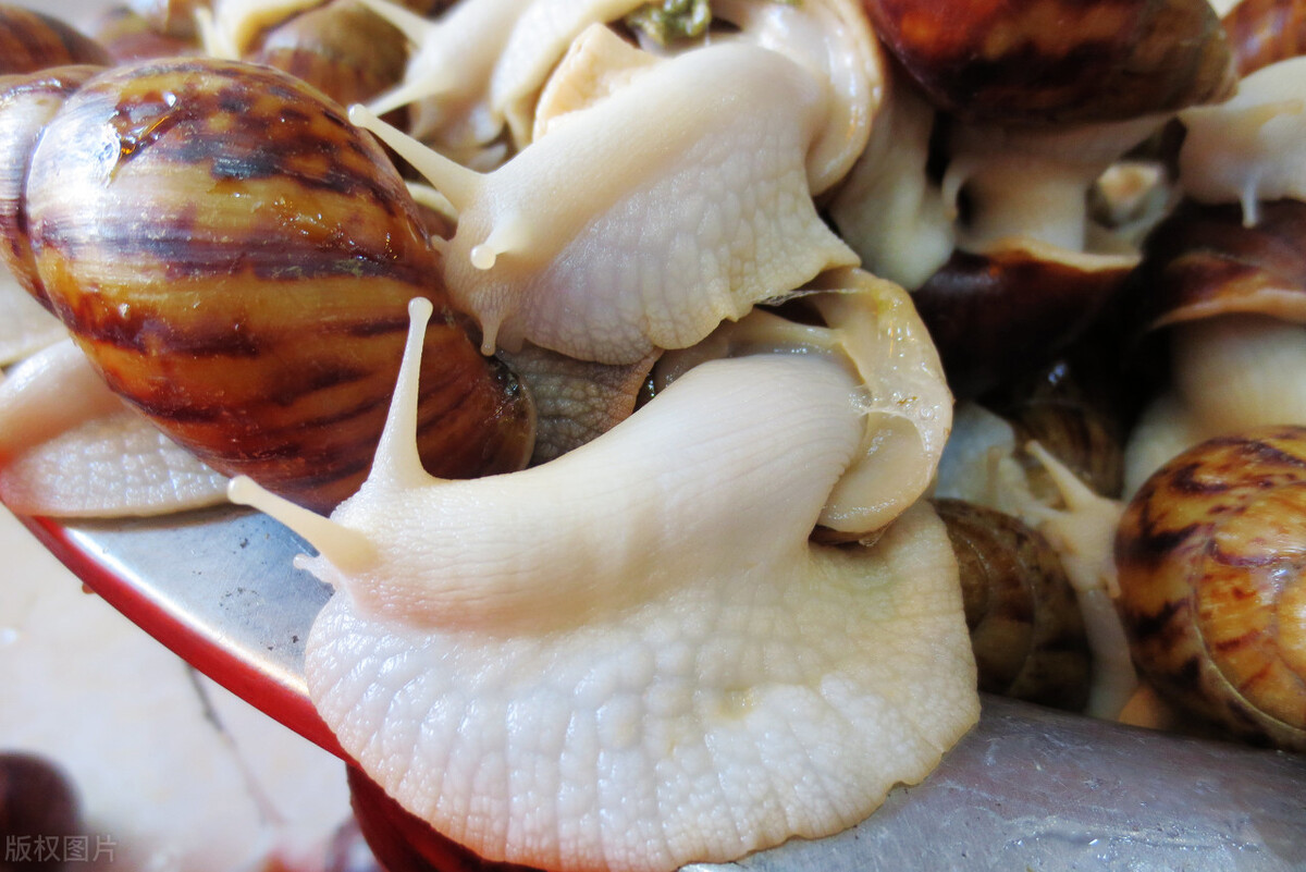 蜗牛养殖的利润及前景分析,白玉蜗牛养殖回收靠谱吗