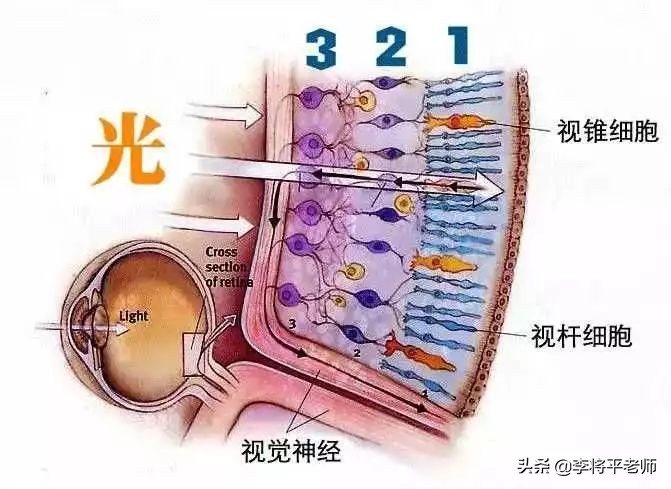 3个心脏的章鱼是什么,地球的外星生物章鱼