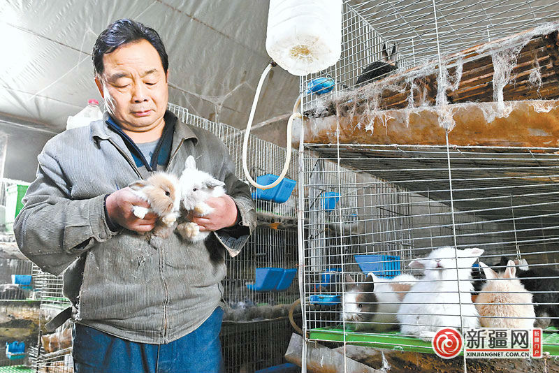 乌鲁木齐：养殖宠物兔走上致富路