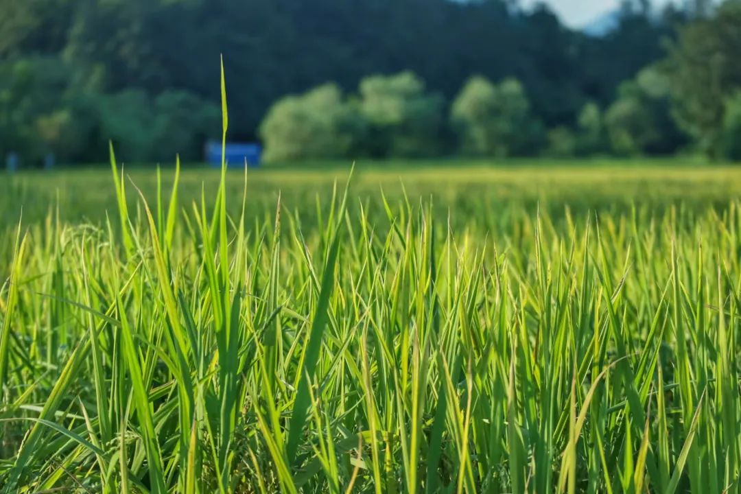 稻田野餐包场看银河！这个小城很出名，但你大概率没听过！