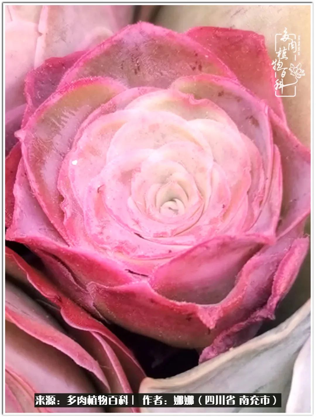 带刺的玫瑰阳台多肉,开花的玫瑰多肉