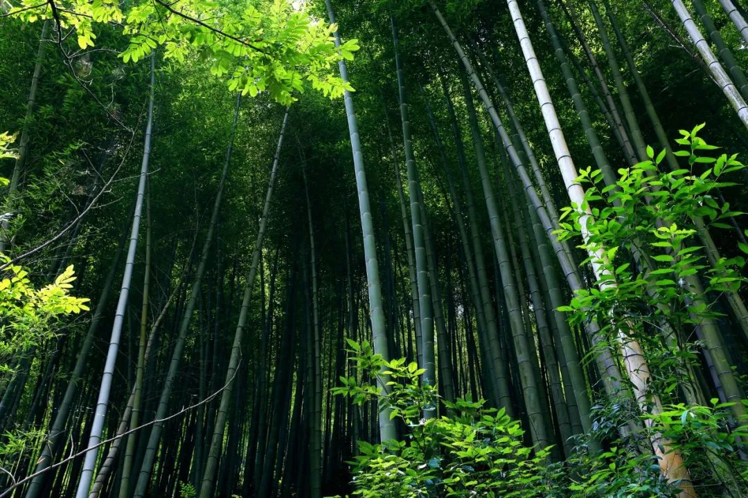 十首禅意古诗诗词,十首顶级五字禅意诗