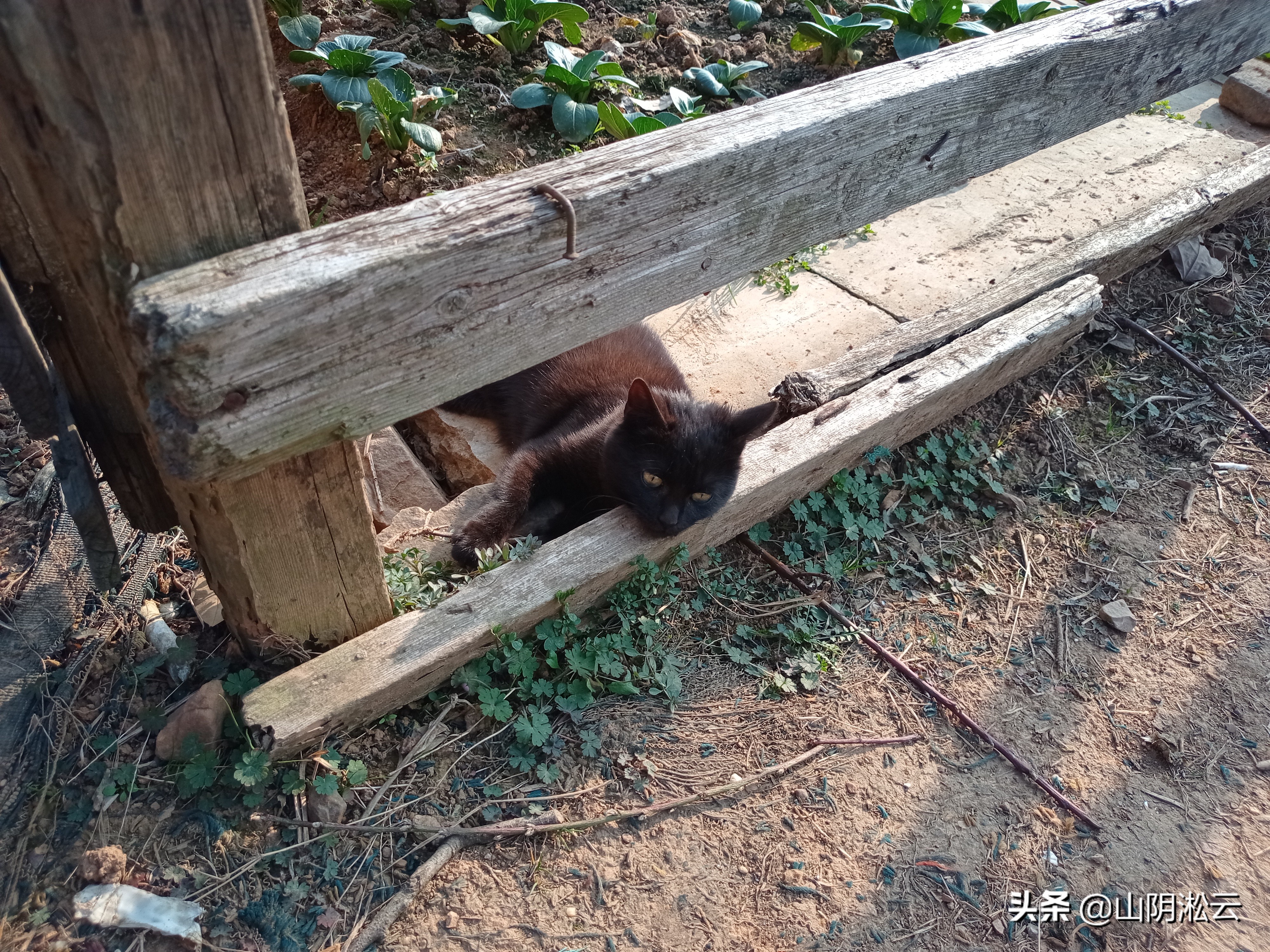 无锡往事之锡城回忆录推荐,无锡锡城记忆