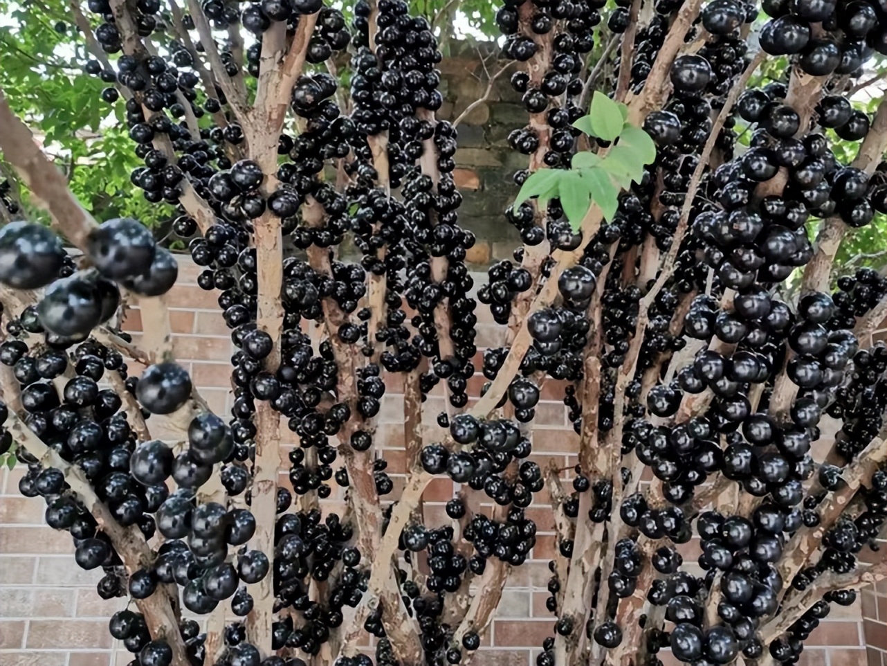 四月生长的水果有哪些,4月开花的水果