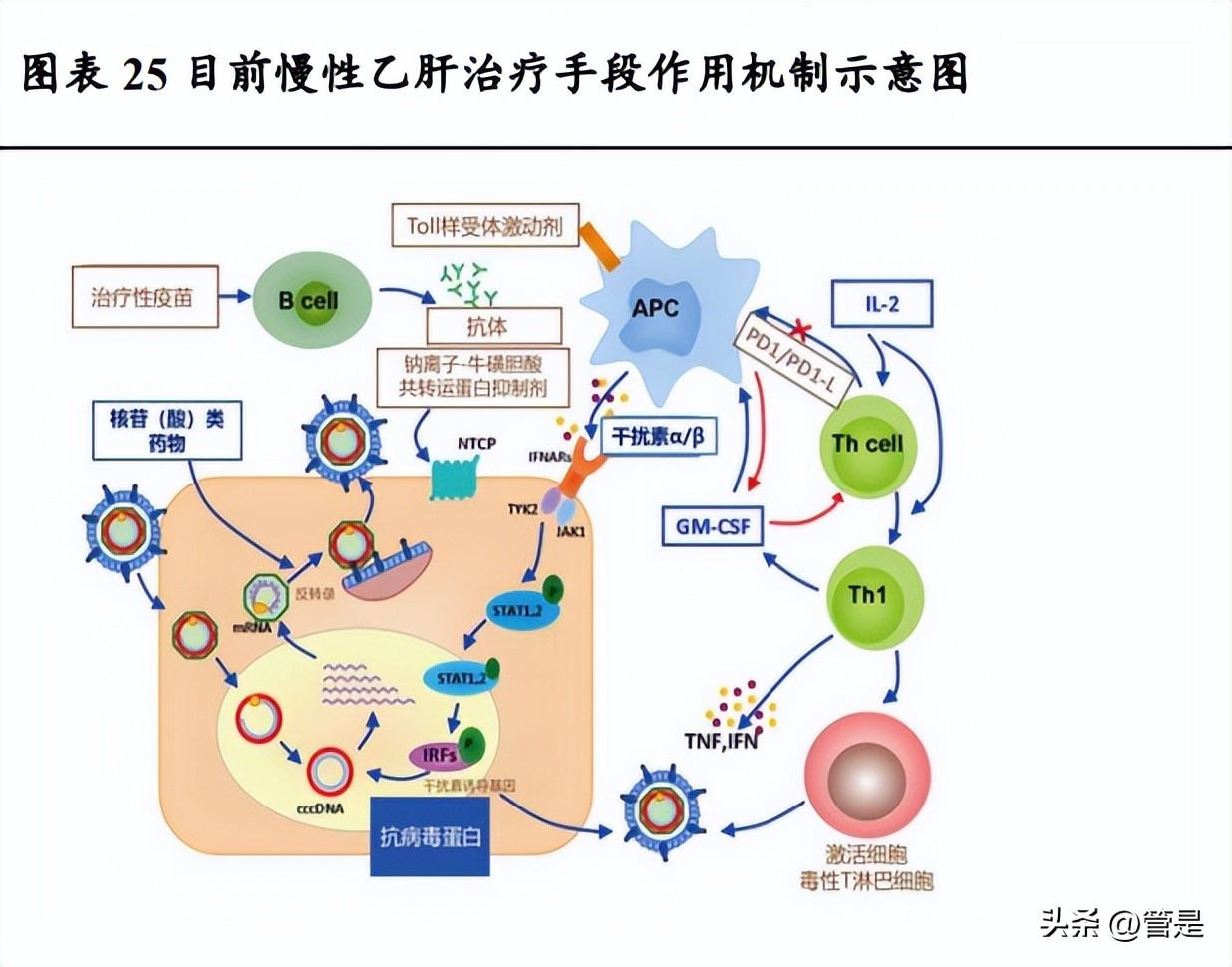 特宝生物乙肝最新研究,特宝生物乙肝治愈药
