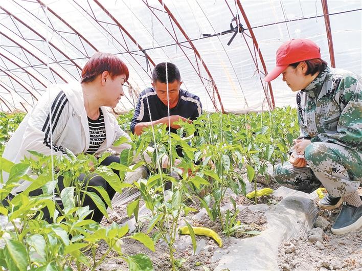 兵团科技工作者创新创业,兵团科技