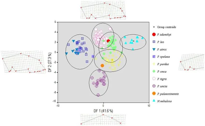 虎年的虎：我从哪里来，要到哪里去？