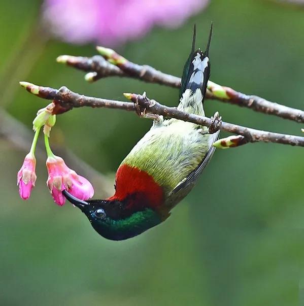 太阳鸟花,太阳鸟瞰最新作品