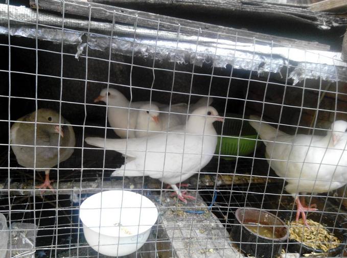 鸽子产蛋量下降的原因及防治方法,鸽子产蛋少什么原因